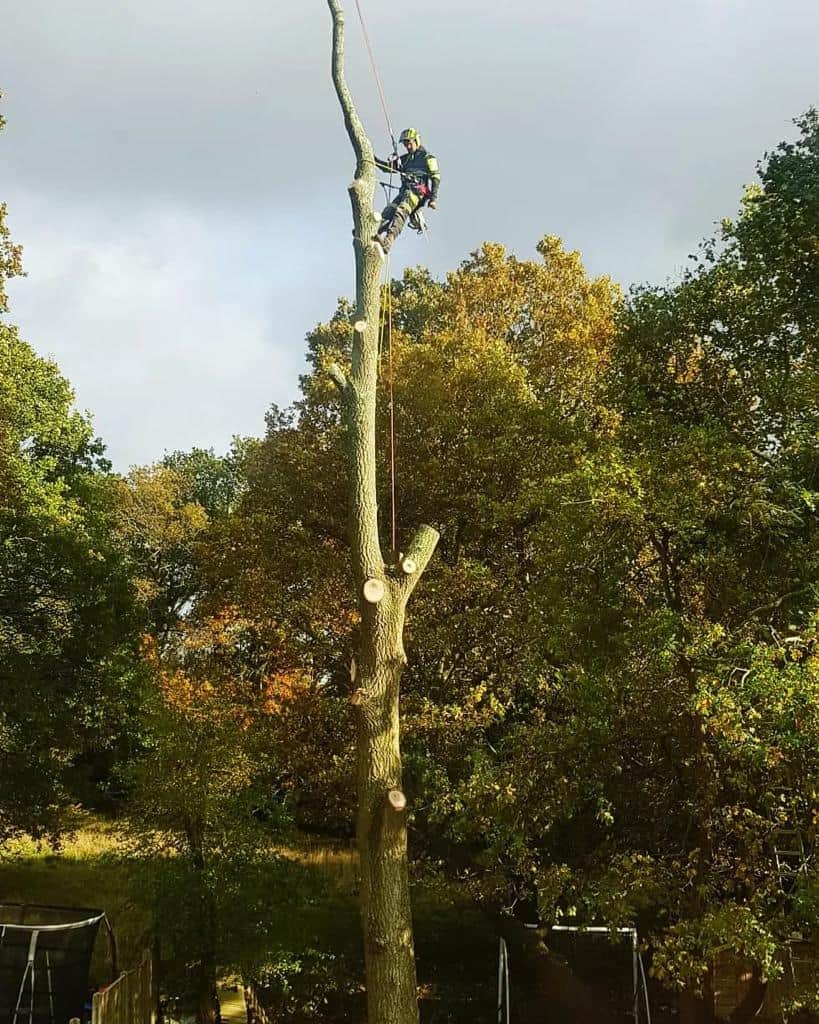 This is a photo of an operative from Horndean Tree Surgeons felling a tree. He is at the top of the tree with climbing gear attached about to remove the top section of the tree.