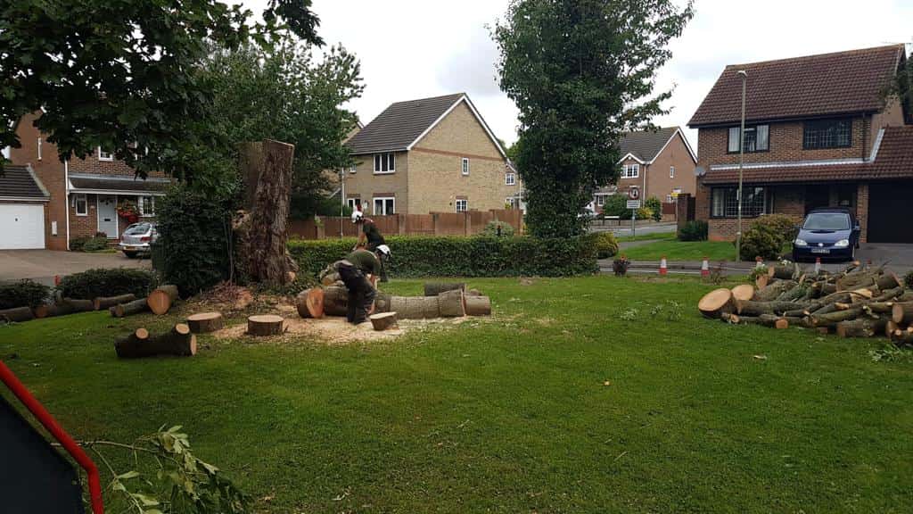 This is a photo of a tree that has been cut into sections on a communal area, and is now being removed from site. Works undertaken by Horndean Tree Surgeons