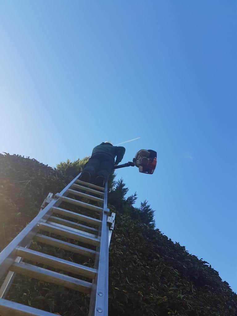 This is a photo of an operative from Horndean Tree Surgeons up a ladder rested on a hedge with a petrol strimmer.