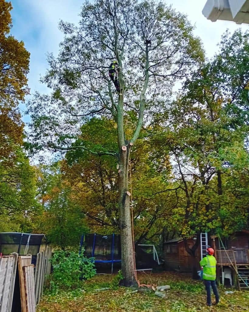 This is a photo of a tree being pruned, there is a man up the tree cutting a section of it down while another man is standing in the garden of the property where the tree is located overseeing the work. Works carried out by Horndean Tree Surgeons