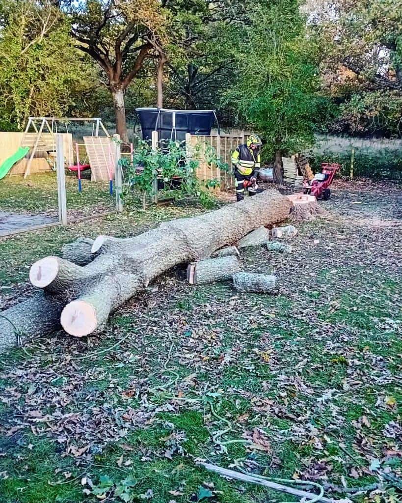 This is a tree laying on the ground of a garden that has just been felled by the operatives from Horndean Tree Surgeons.