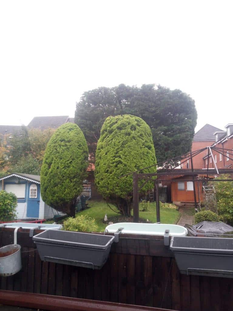 This is a photo of two tree in a garden that have just been trimmed. They have been sculpted by the operatives of Horndean Tree Surgeons