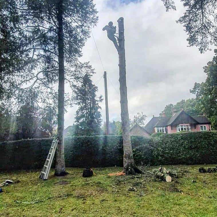 This is a photo of a tree that is being removed, there is just the trunk remaining and the operative from Horndean Tree Surgeons is at the top cutting a section of it off.