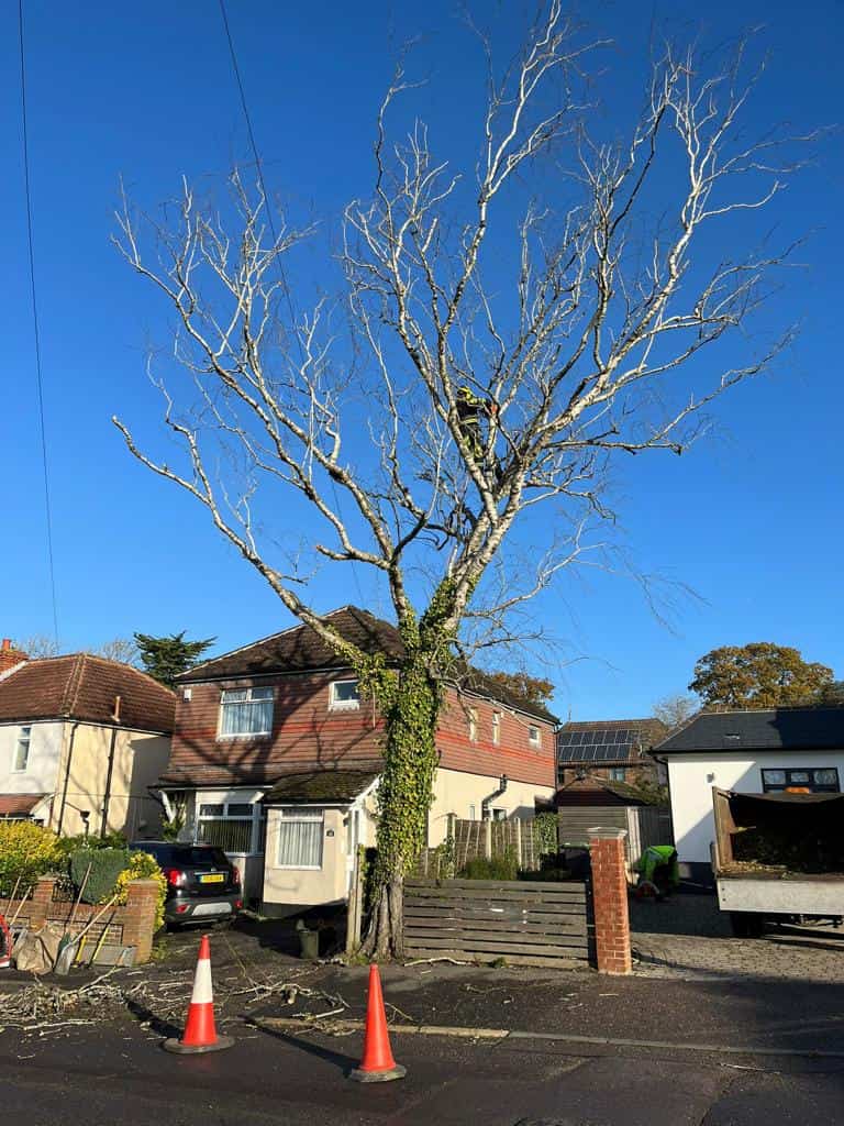 This is a photo of a tree on the pavement that is having limbs removed which are near to power lines. Works undertaken by Horndean Tree Surgeons.