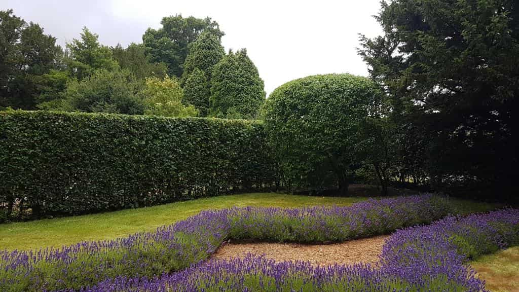 This is a photo of a garden hedge that has just been trimmed by Horndean Tree Surgeons.